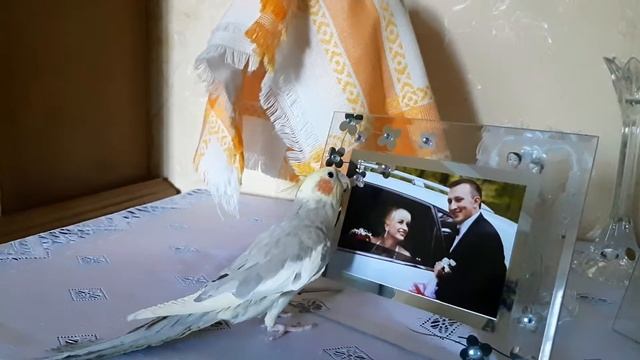 Corella loves to sing (Корелла любит петь) смотреть онлайн