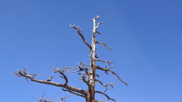 SEE Bright COMET SWAN (C/2020 F8)! смотреть онлайн