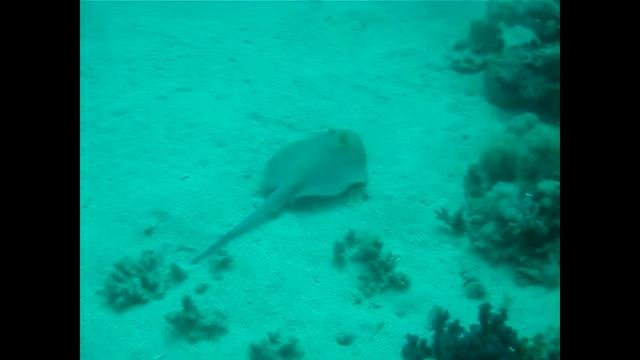 Marsa Alam Scubadiving 2012 смотреть онлайн