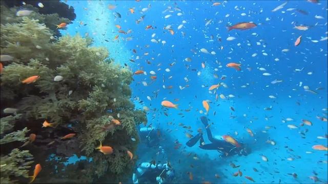 Красное море   Июль 2019г