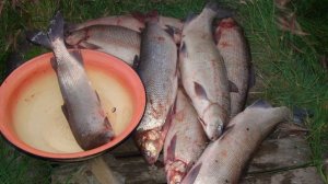 Самая дорогая Северная рыба наших рек! Цена её икры 12.000 рублей