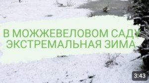 В МОЖЖЕВЕЛОВОМ САДУ ЭКСТРЕМАЛЬНАЯ ЗИМА. 5.01.2023г.