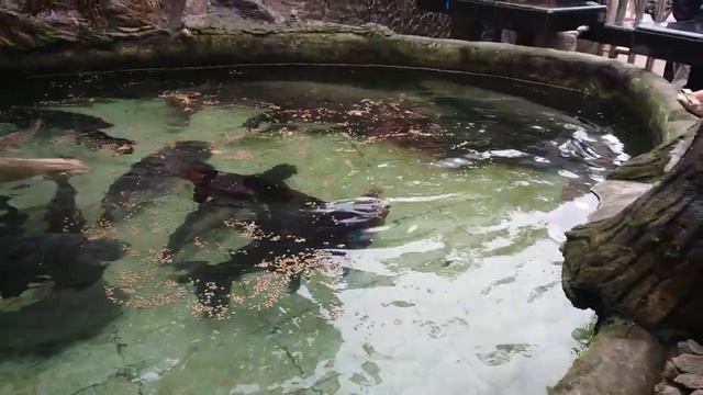 Arapaima Gigas In My Fish Pond