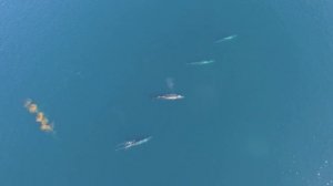 Pod of fin whales spotted from drone