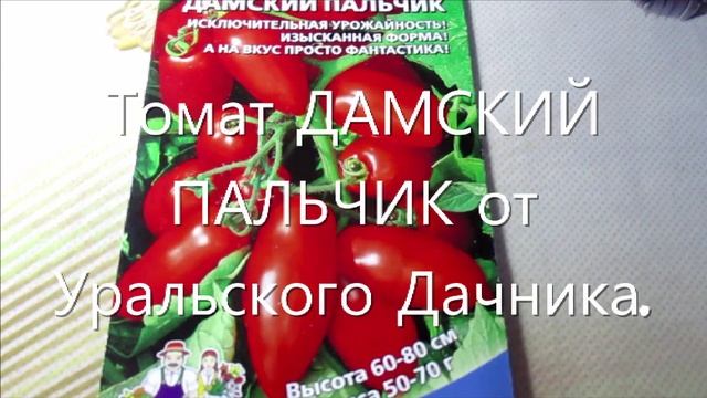 Ультраранние сорта томатов от Уральского Дачника: СЕМЕНОВНА и ДАМСКИЙ ПАЛЬЧИК.