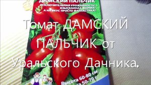 Ультраранние сорта томатов от Уральского Дачника: СЕМЕНОВНА и ДАМСКИЙ ПАЛЬЧИК.