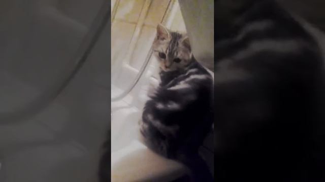 Моя кошка пить захотела посмотри и поставь лайк смотреть онлайн