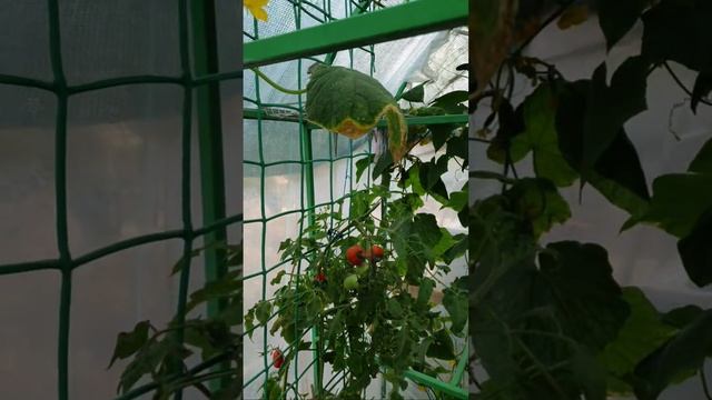 куда уходит лето... смотреть онлайн