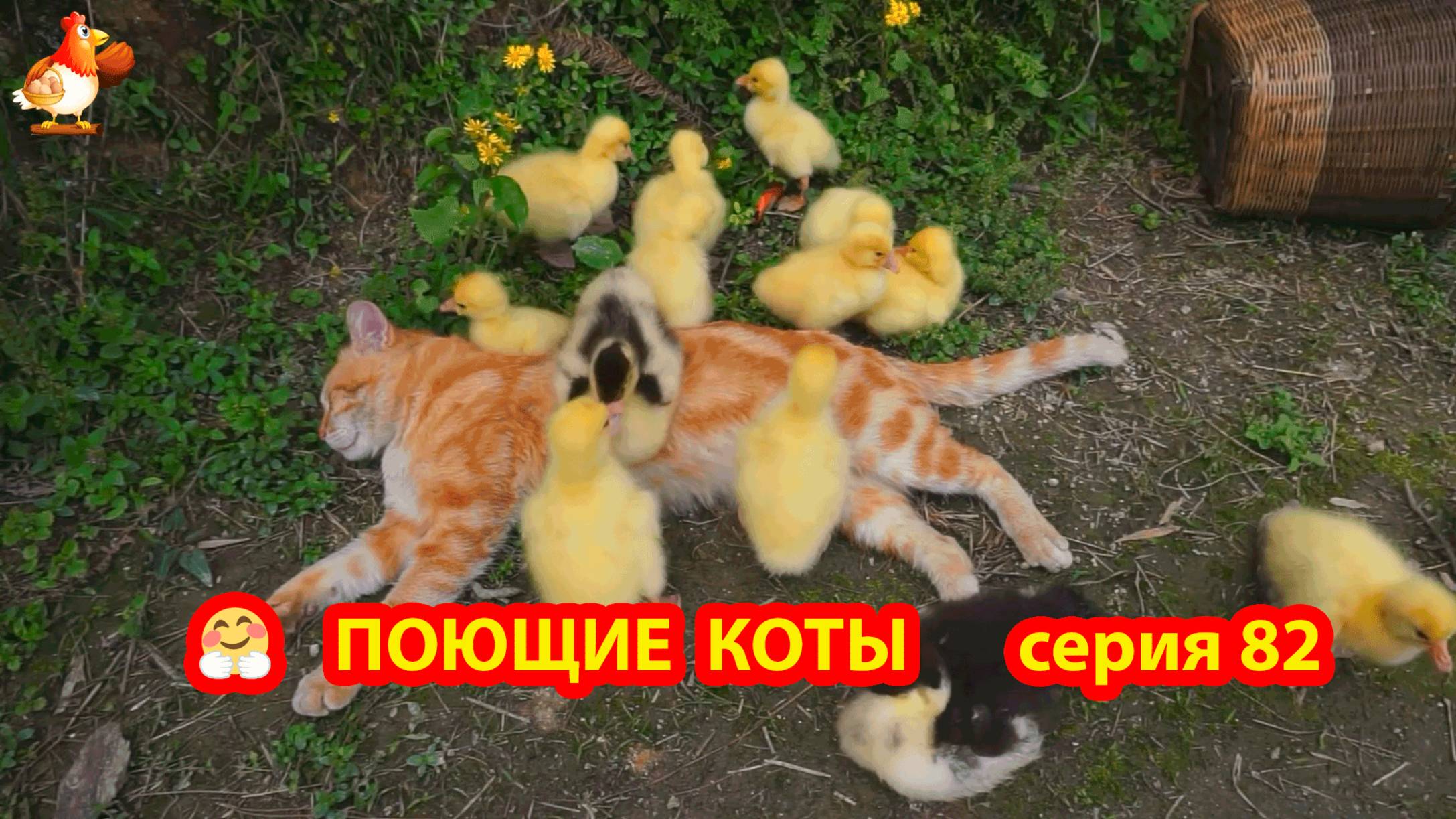 Крутые коты у птичьего двора серия 82 🐈🐈⬛😹 Природа Абхазии и подворье с птицами и животными ❣️