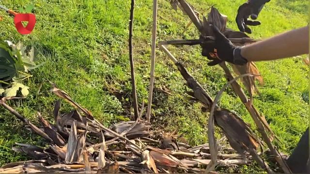 Ovo su poslovi u voćnjaku koje obavezno treba obaviti u jesen смотреть онлайн