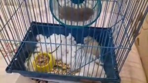 Все про хомяков