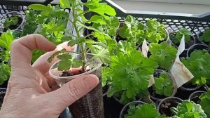 Работа с черенками корейской хризантемы идёт полным ходом.