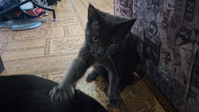 Чаузи вычесывает немецкую овчарку