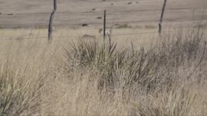 Coyote Hunting - Predator Hunting - Bucking The Odds Video 6