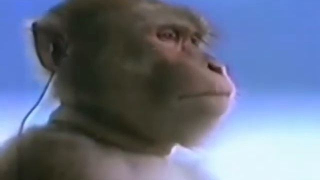 Макака слушает А4 1 час смотреть онлайн