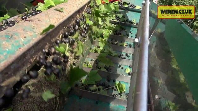 Blackcurrant harvest with JOANNA-5 harvester + URSUS смотреть онлайн