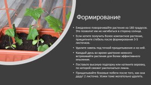 Как вырастить огурцы на  подоконнике