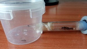 Мои муравьи camponotus herculeanus, красногрудый муравей древоточец.