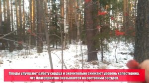 Протертая рябина с сахаром - вкусно и полезно