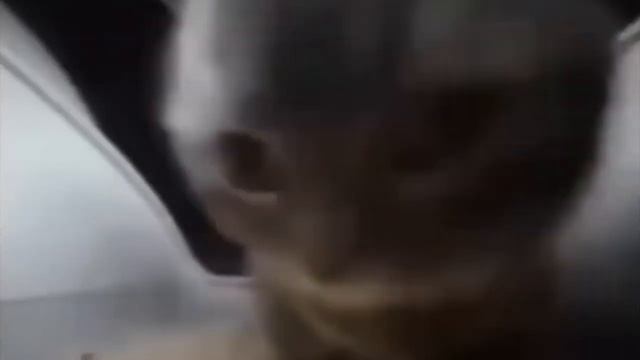 chipi chipi chapa chapa SLOWED 1 hour Edition