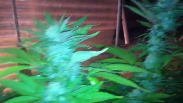 GREENHOUSE GROW UPDATE! смотреть онлайн