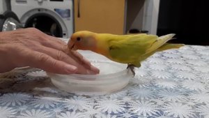 Учим неразлучника купаться.