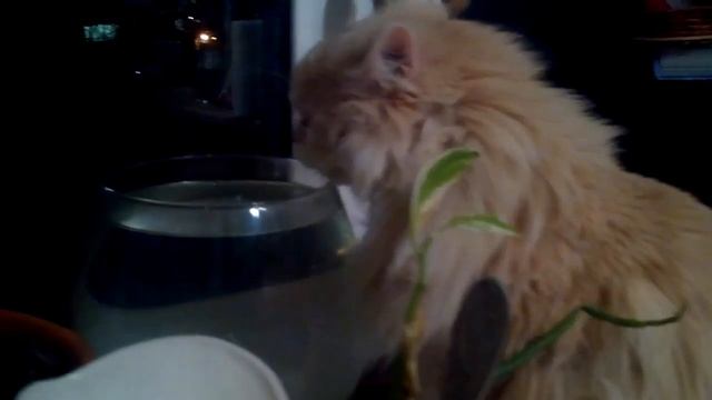 Гертруда пьёт воду смотреть онлайн