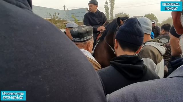 2 октября 2022 Ноокат ЖЫЛКЫ Базары 310 миңге Аттар Сатылды смотреть онлайн