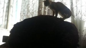 Выпрыгнул с окна