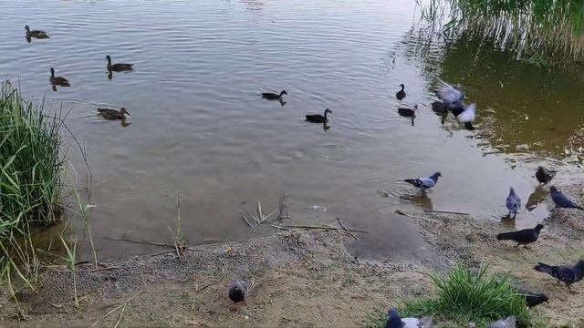 Птичье царство (Оз.Лебединное)