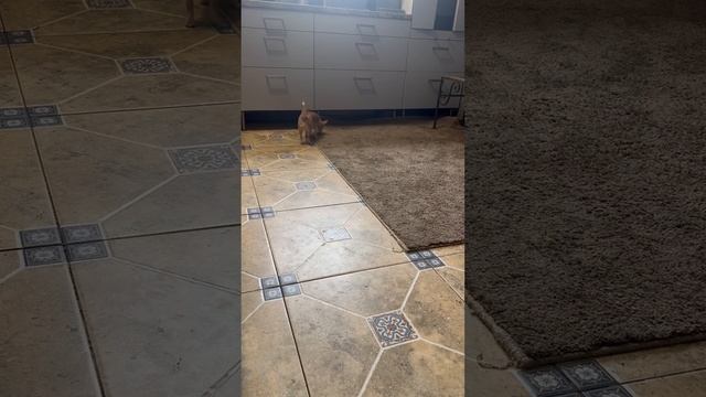 Мини пылесос 🙈 смотреть онлайн