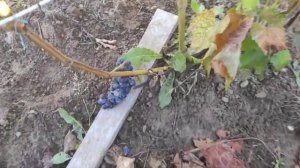 Виноград Хасанский сладкий в Ленинградской области. 11.09.2022.