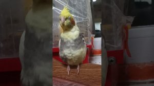 Корелла зевает