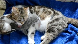 Трогательное видео мамы кошки и ее маленьких котят.