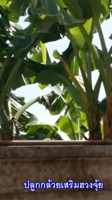 🏠เปิดรับความสำเร็จด้วยการปลูกกล้วยสำหรับฮวงจุ้ย #ฮวงจุ้ย2024 #ฮวงจุ้ย #fengshui #ดึงดูดความมั่งคั่ง смотреть онлайн