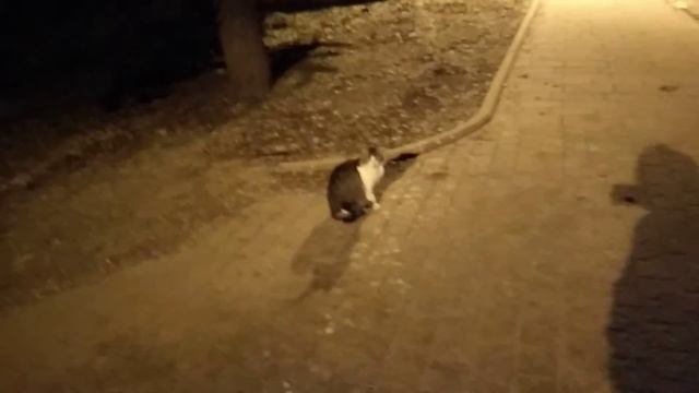 Кот бежит на точку кормления. смотреть онлайн