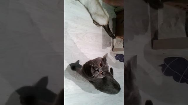Необычные кошачьи ласки