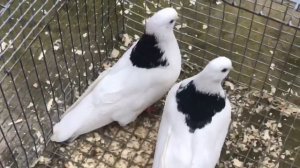 Чистопольские голуби