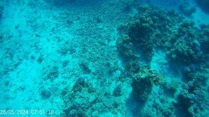 Египет Шарм песчаный скат 05-2024