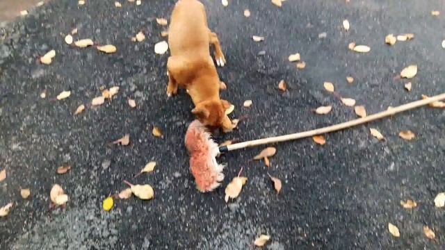 Щенок Боксера и Швабра. Boxer Puppy. смотреть онлайн