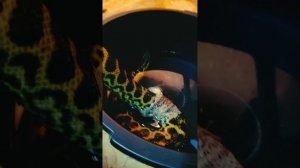 Линька парагвайской анаконды
