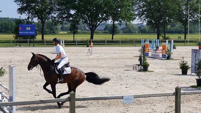 mr. collin (Ibolensky x Calvaro) смотреть онлайн