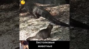 СОБАКА ЗАСУНУЛА НОС в ..ОПУ ЛОШАДИ и ...