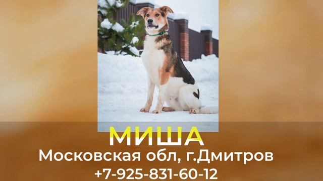 Пропала собака! МИША. Московская обл, г. Дмитров смотреть онлайн