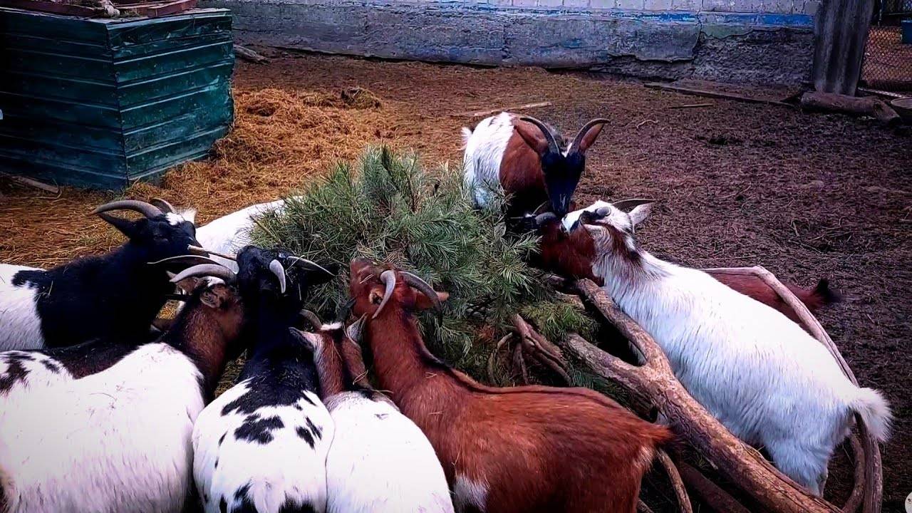 🔨 РЕМОНТИРУЮ 🪚 САРАЙ. Когда начнутся окозы 🐐_