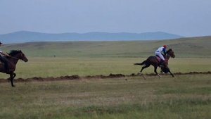 Скачки.Рысь под седлом 3000м.Боргойская баранина.Horse.Аттар.