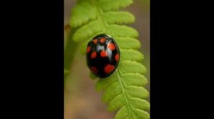 БОЖЬЯ КОРОВКА