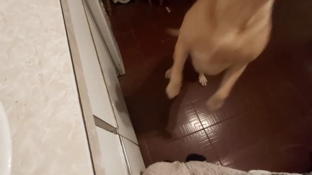 w.i.a.t 251121  TO LOSE WEIGHT  SLIMMING WORLD