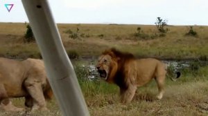 ▽ Самые ленивые животные