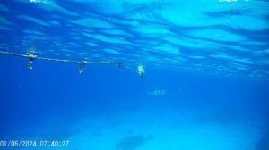 Египет Шарм барракуда 05-2024